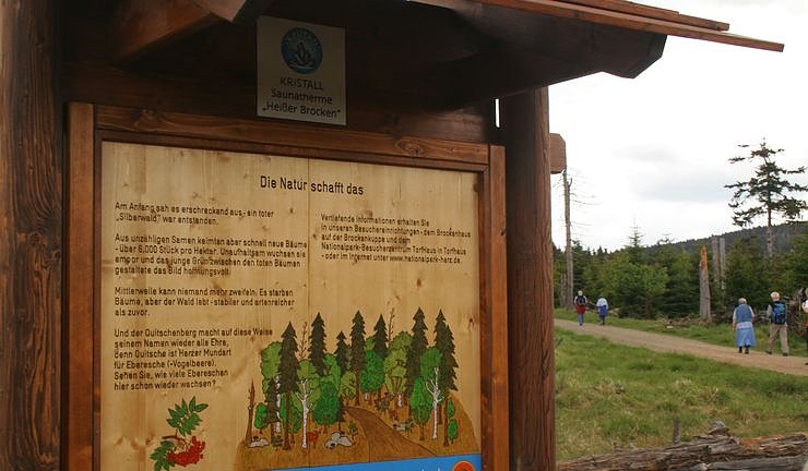 Bild: Wald im Wandel