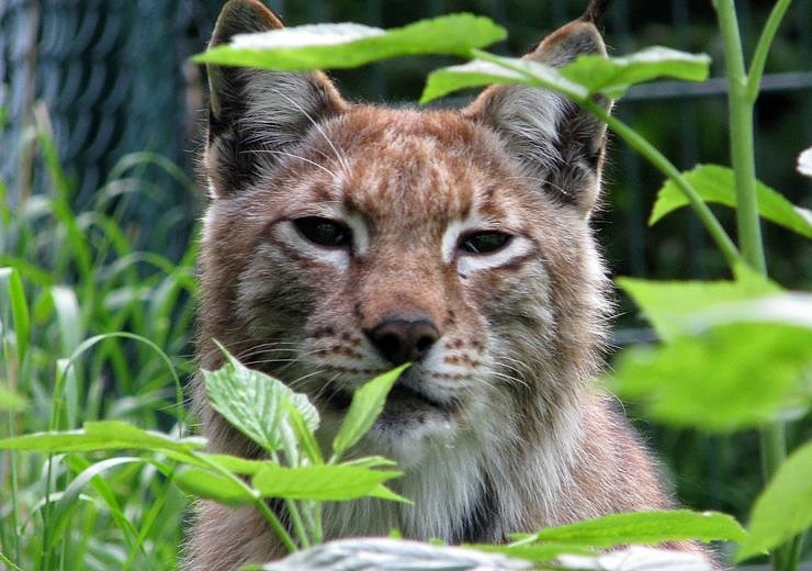 Bild: Luchs