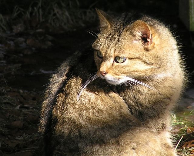 Bild: Wildkatze