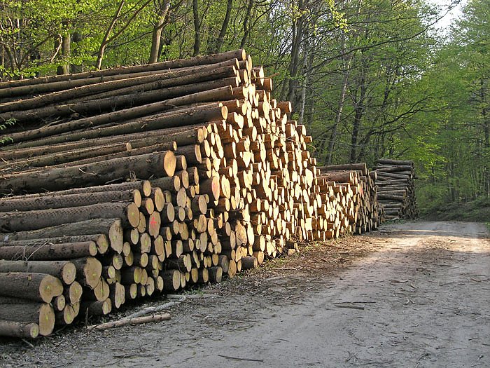 Bild: Energietr&auml;ger Holz