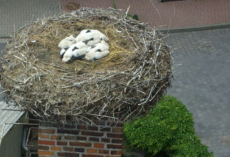 Bild: Beringt