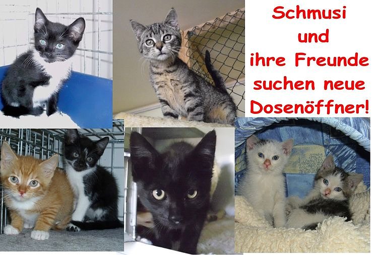 Bild: Schmusi und Freunde