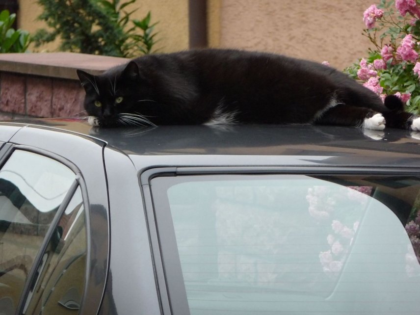 Bild: Katze auf dem Dach
