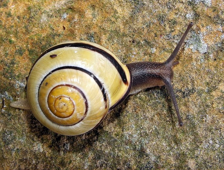 Bild: Schnecken entdecken