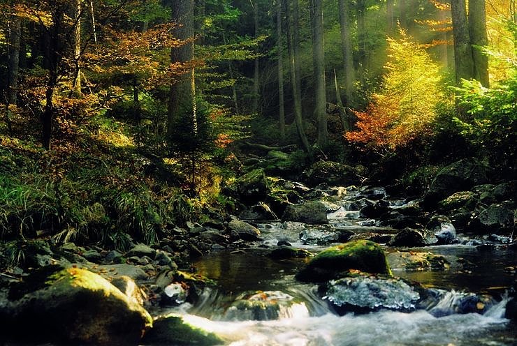 Bild: Nationalpark Harz stellt sich vor