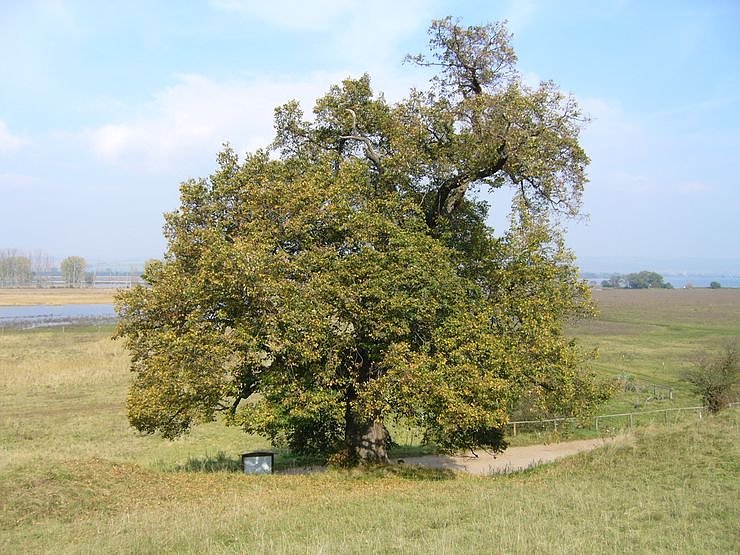 Bild: Taternlinde