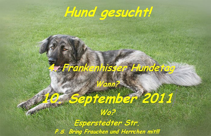 Bild: Hund-gesucht