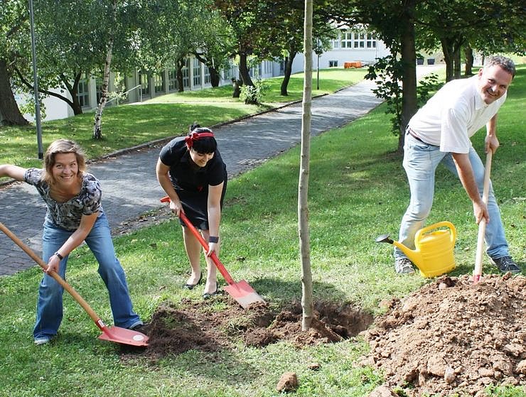 Bild: Baum gepflanzt