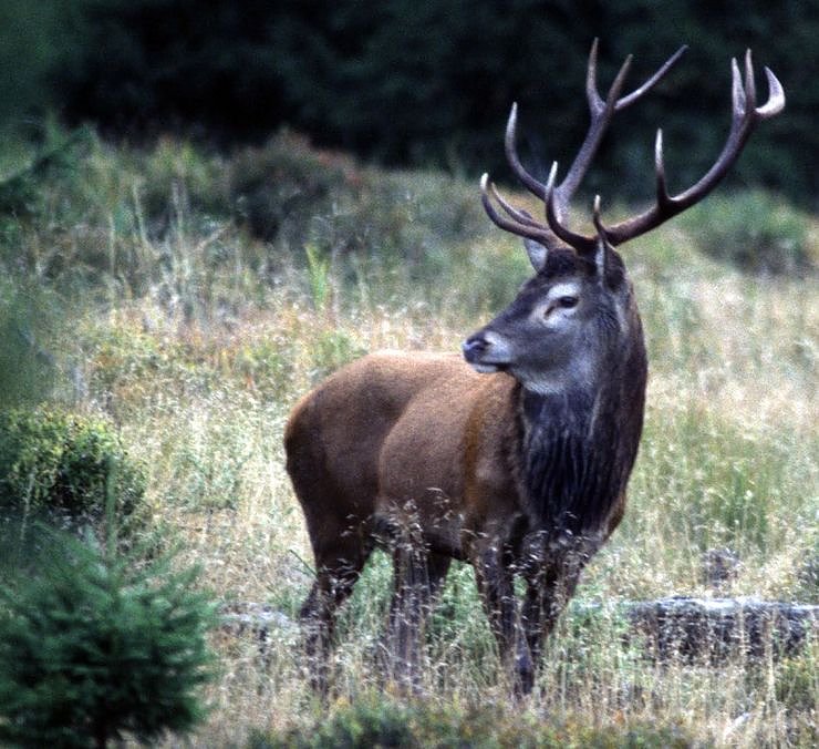 Bild: Hirsch