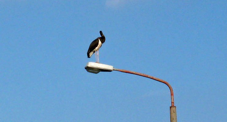Bild: Kopflos in Sondershausen