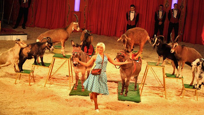 Bild: Zirkus Probst