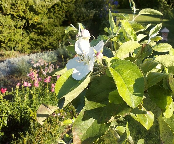 Bild: Apfelbl&uuml;te im Herbst