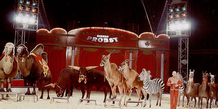 Bild: Zirkus Probst