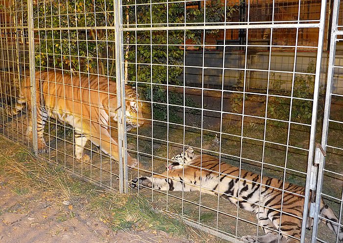 Bild: Zirkus Probst