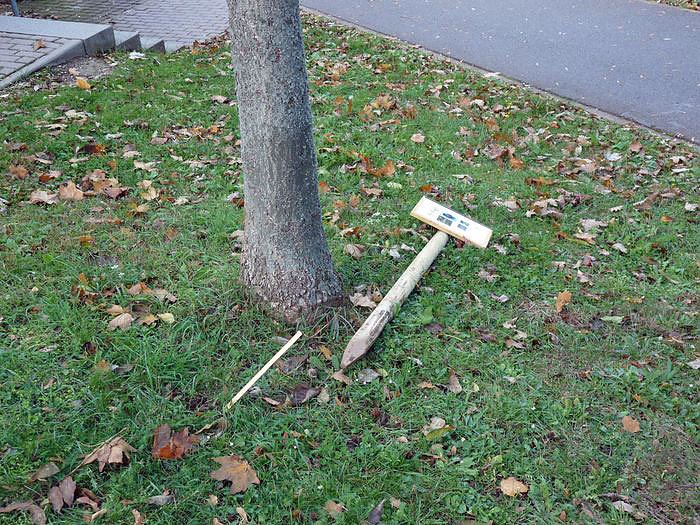 Bild: Baum des Jahres