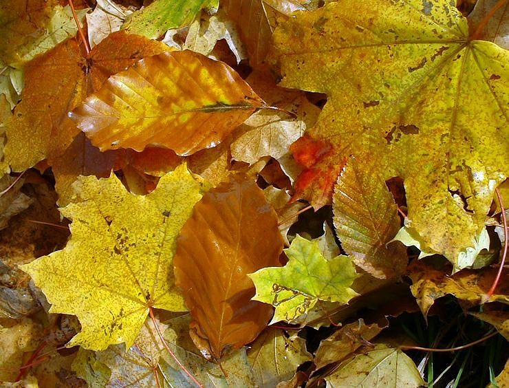 Bild: Laub im Herbst