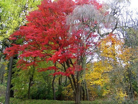 Bild: Herbst in Hohenrode