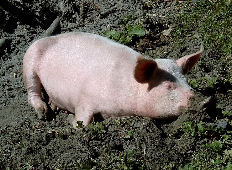 Bild: Zufriedene Schweine