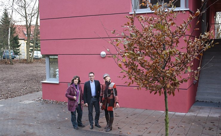 Bild: Baum f&uuml;r's G&auml;stehaus