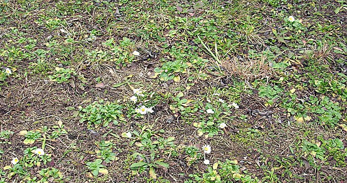 Bild: Dem Fr&uuml;hling begegnet?