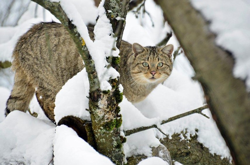 Bild: Wildkatze