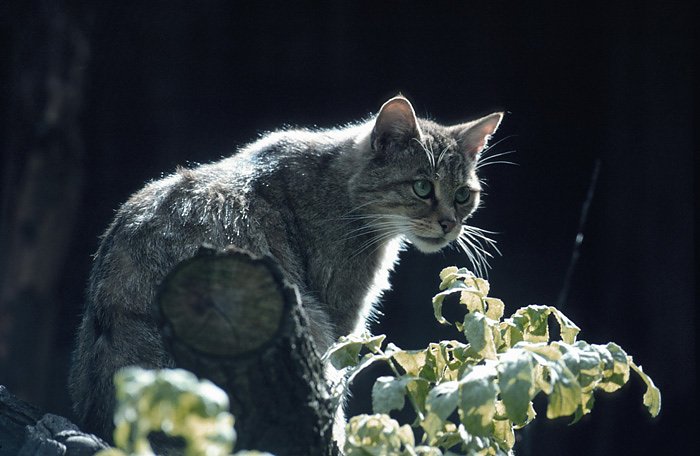 Bild: Zum Thema Wildkatze