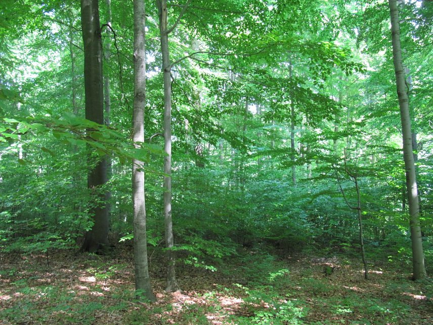Bild: Plenterwald in der Hainleite