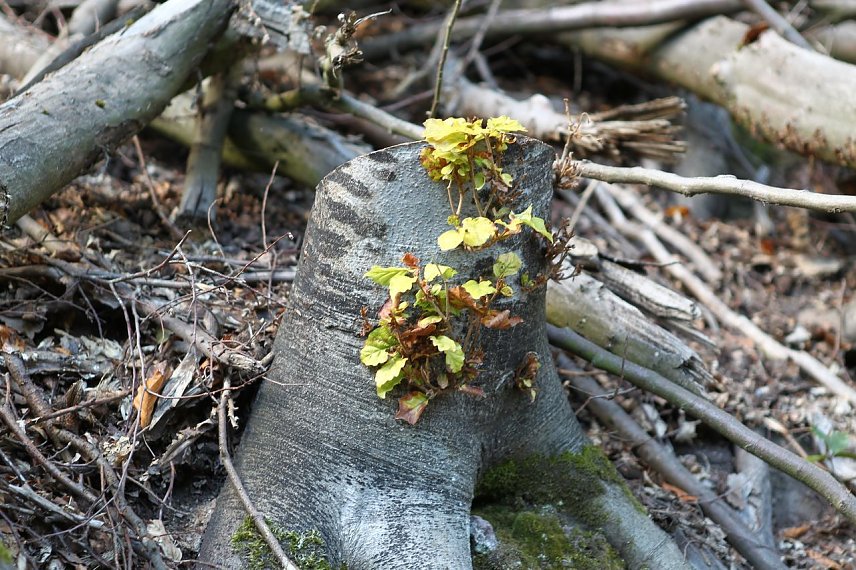 Bild: Am Braunsteinhaus