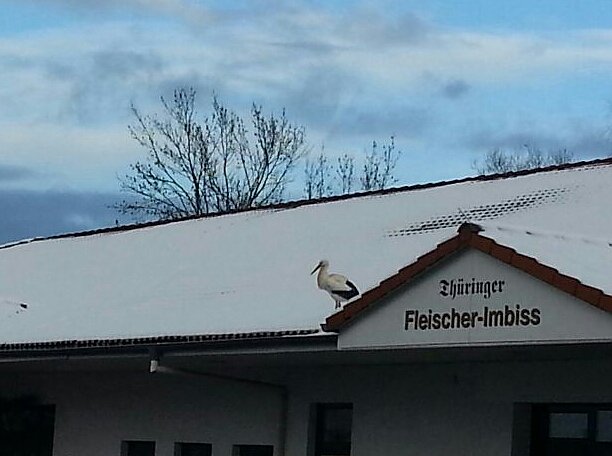 Bild: Der Aldi-Storch
