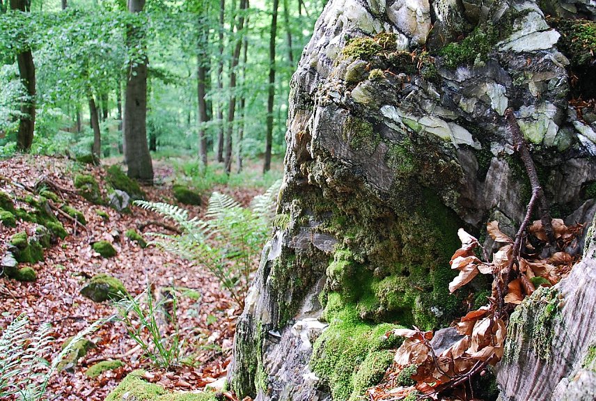 Bild: Gipskarst im Alten Stolberg