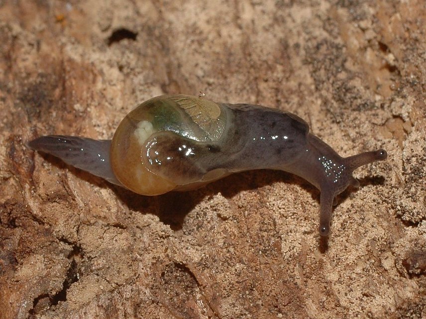 Bild: Glasschnecke