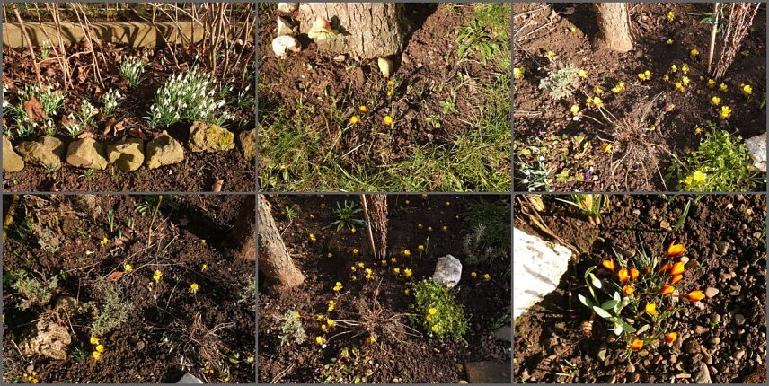 Bild: Fr&uuml;hling in Omas Garten