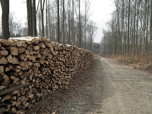Bild: Brennholz am Weg