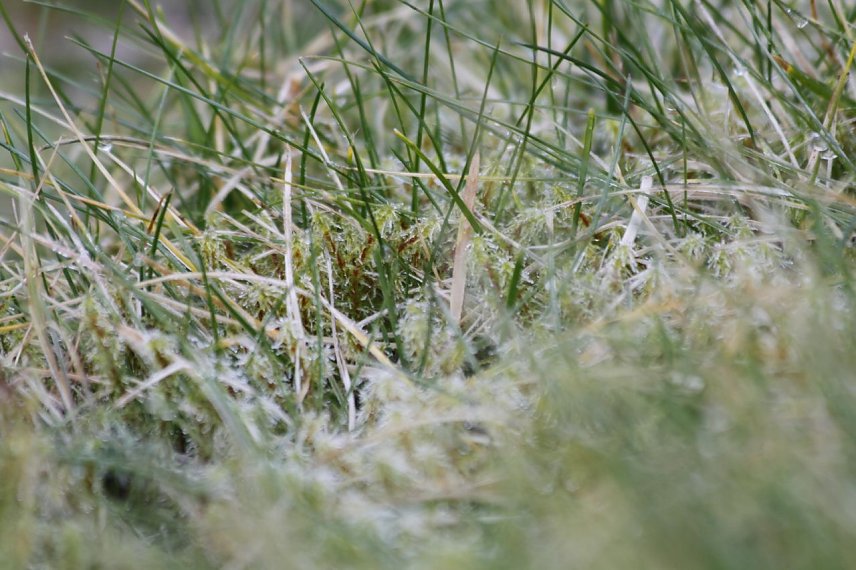 Bild: Frost im Gras...