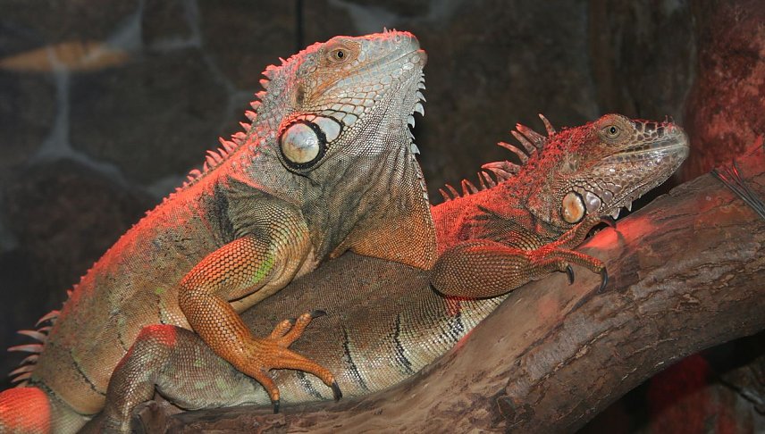 Bild: Nachts im Zoo