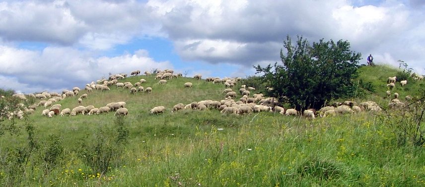 Bild: Schafe beim Weiden