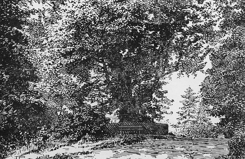 Bild: Merwigslinde in Nordhausen