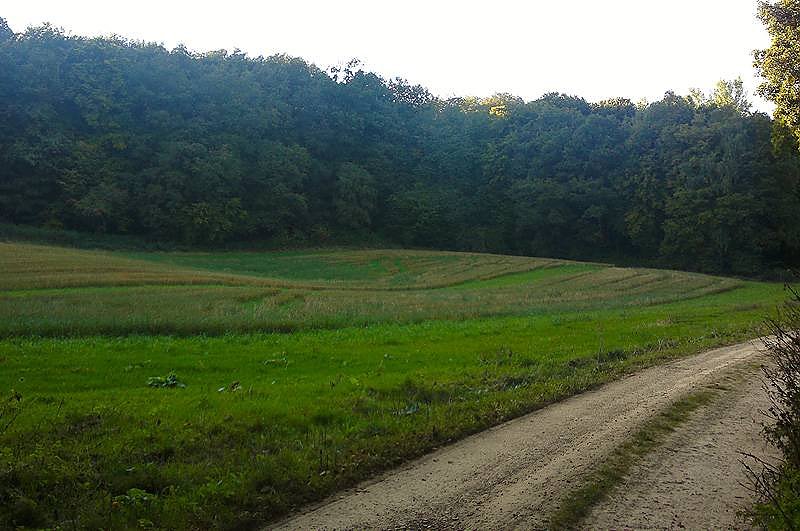 Bild: Hier soll der Klimawald entstehen