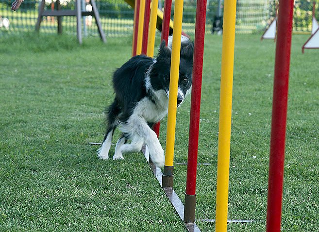 Bild: Agility � Es geht wieder los�