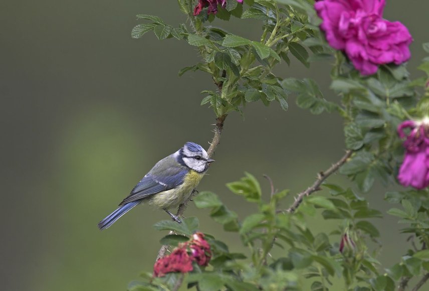 Bild: Blaumeise