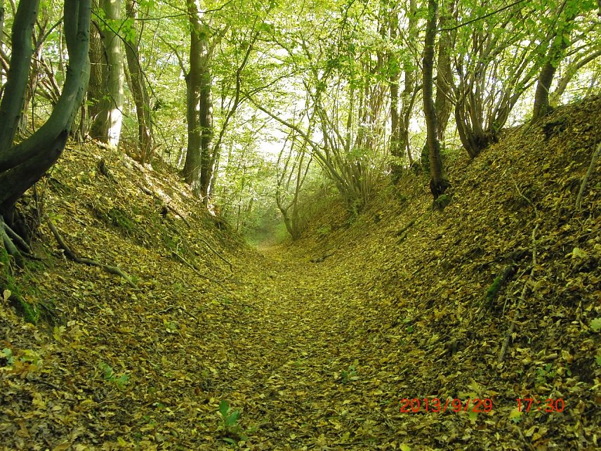 Bild: Hohlweg in der R&uuml;digsdorfer Schweiz