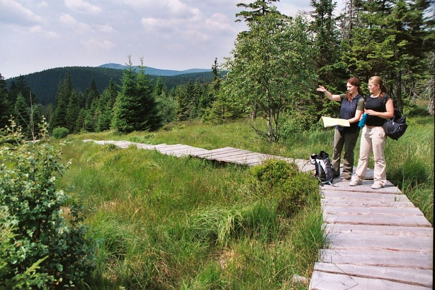 Bild: Moorstieg im Nationalpark Harz