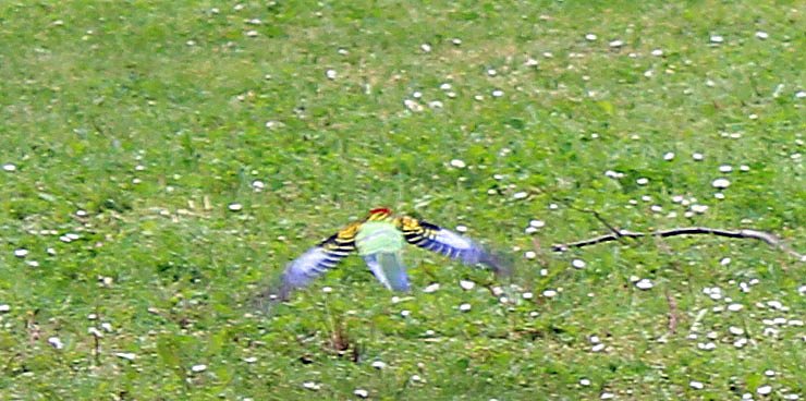 Bild: Papageien in Bad Frankenhausen