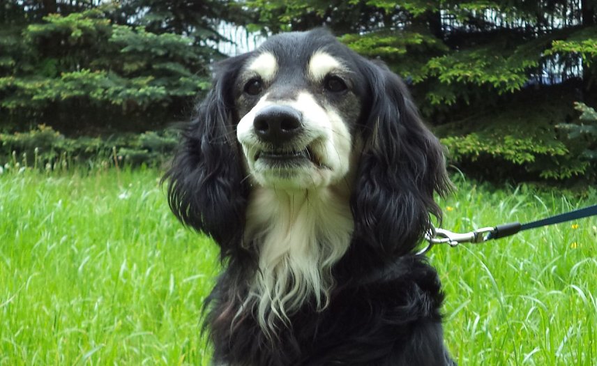 Bild: Blacky
