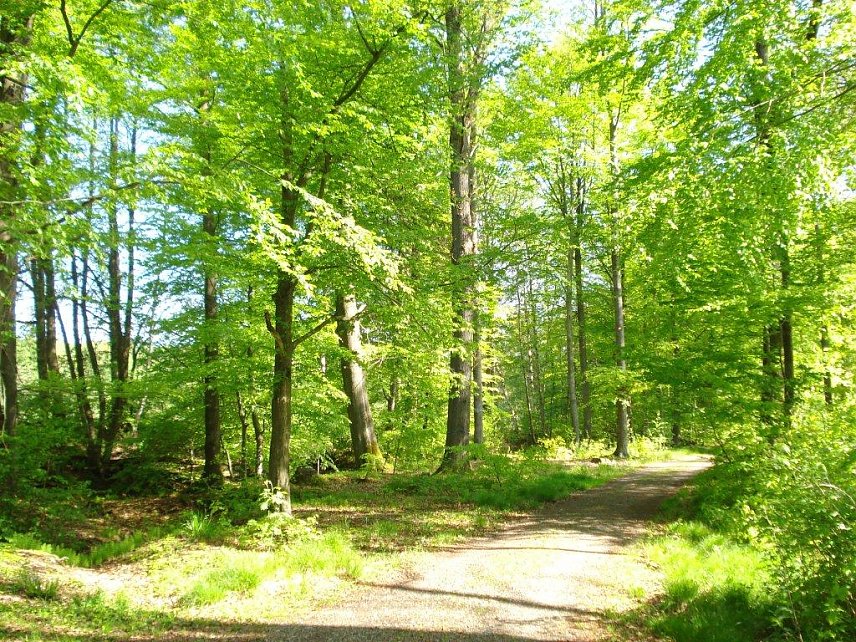 Bild: Friedwald 