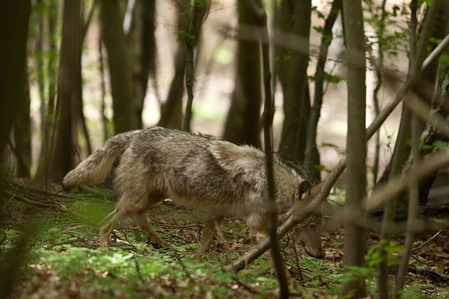 Bild: Einen Wolf gesichtet