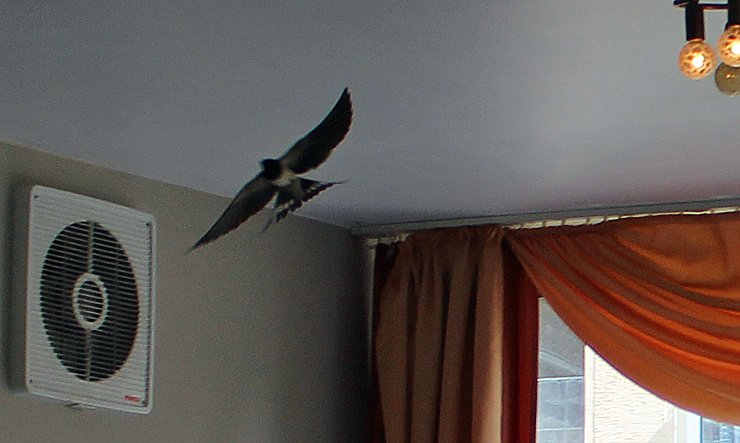 Bild: Vogel freundliches Frankenhausen
