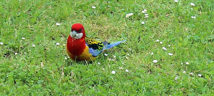 Bild: Papageien in Bad Frankenhausen