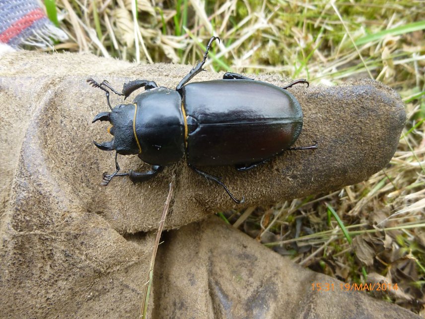 Bild: Hirschk&auml;ferweibchen im Landkreis Nordhausen