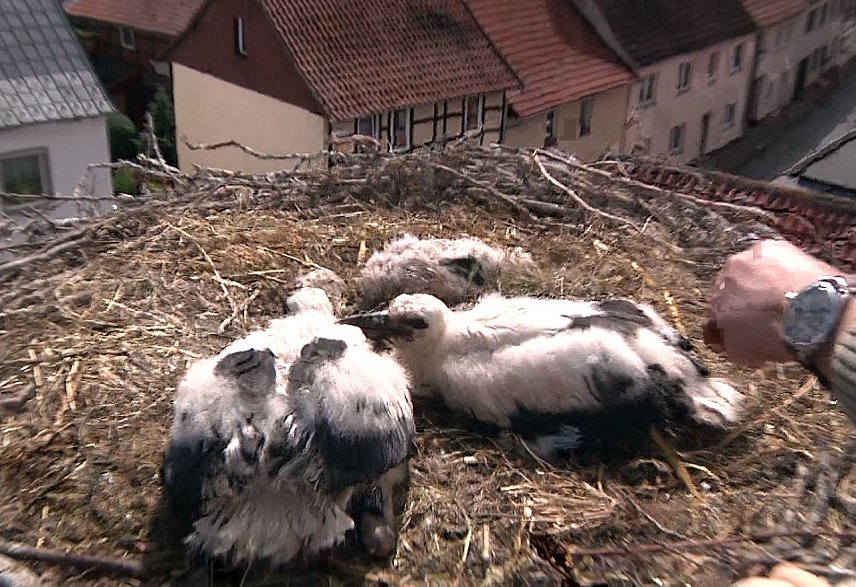 Bild: Hoch oben in G&ouml;rsbach